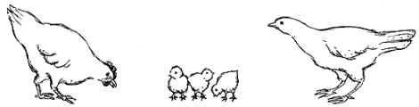 Preventing Coccidiosis and Other Tips for Raising Chickens Image